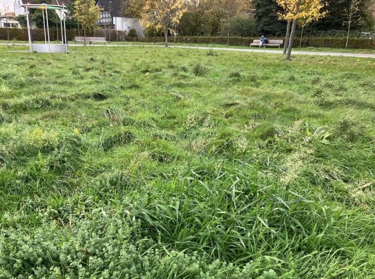 So kann es nicht weitergehen mit der Bürmschen Wiese!
