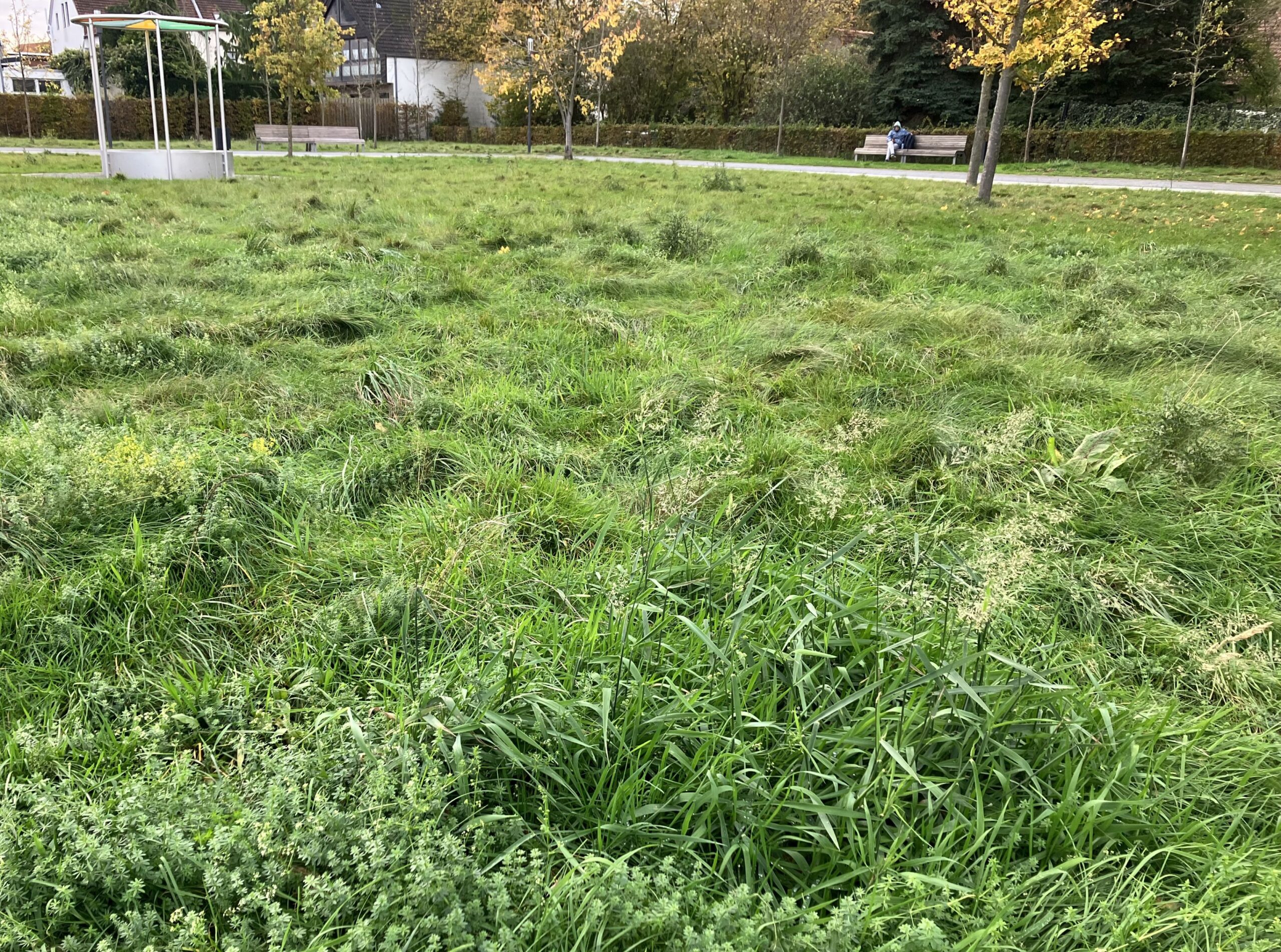 Aktueller Zustand der Bürmschen Wiese